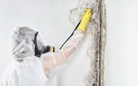 Best Attic Mold Removal in Barton Creek, TX